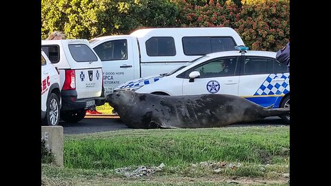 Huge elephant seal roaming streets of Gordon's Bay