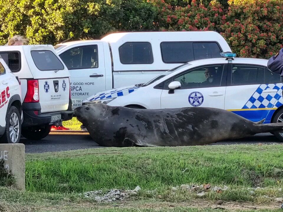 Huge elephant seal roaming streets of Gordon's Bay