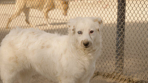 How did this blind puppy survive the desert alone?
