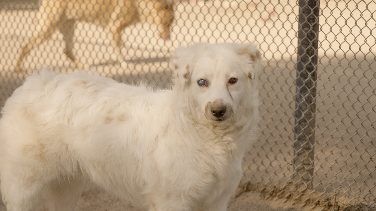 How did this blind puppy survive the desert alone?