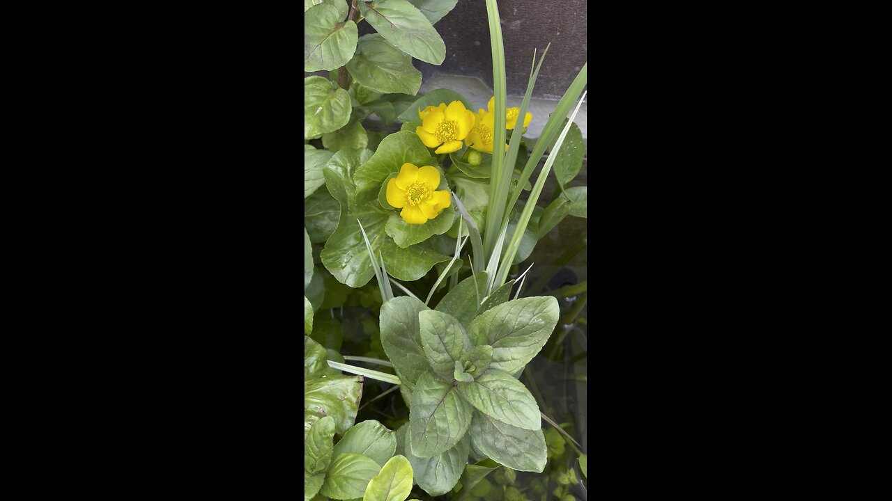 Marsh plant