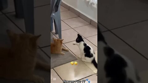 These Animals Are Living Their Best (and Funniest) Life!