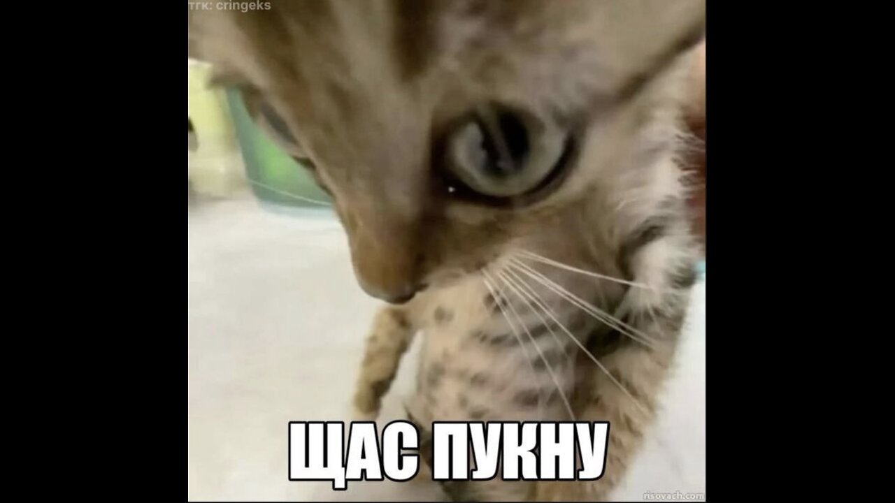 Cat In Ecstasy