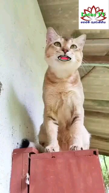 cat and dog funny moment