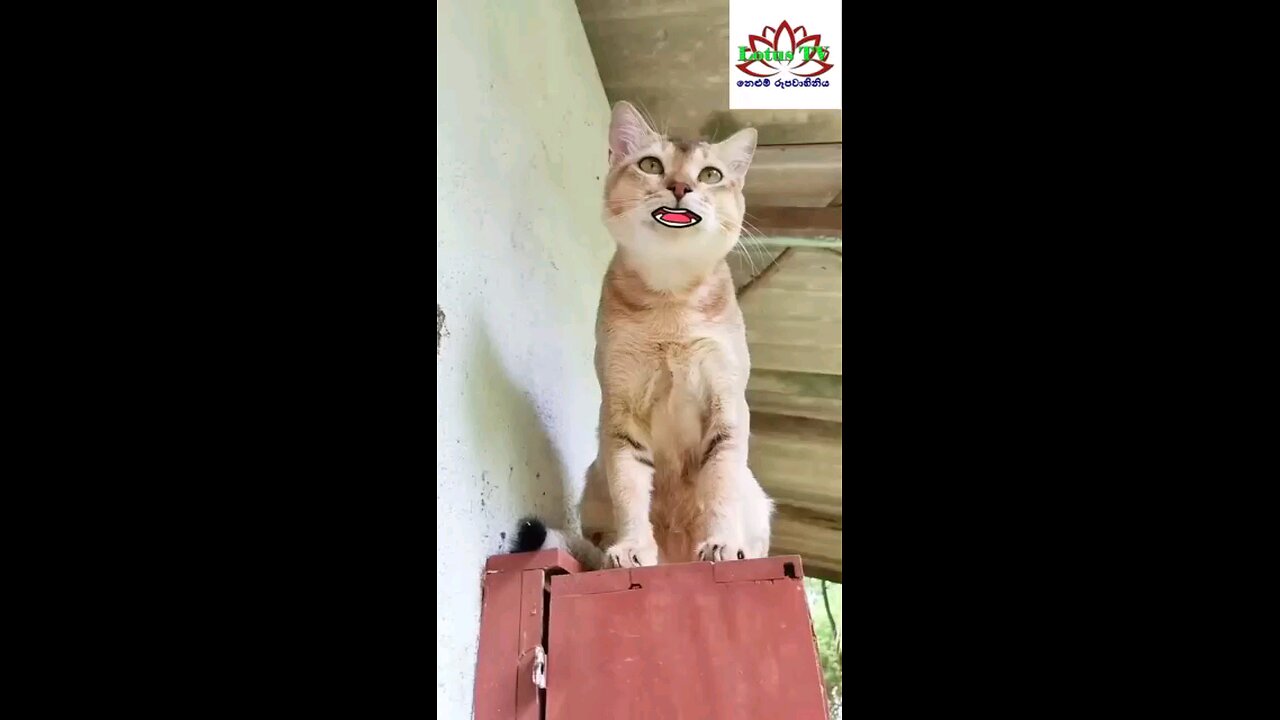 cat and dog funny moment