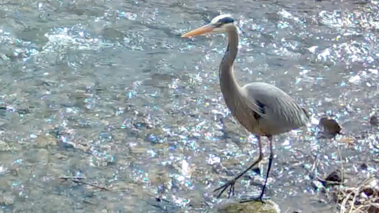Great Blue Heron Walking in a Stream