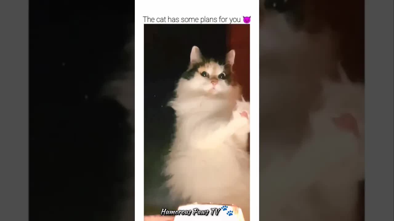 Funny animals 2024 #5