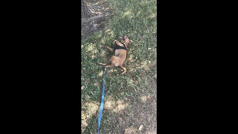 Lucky rolling around being a dog.