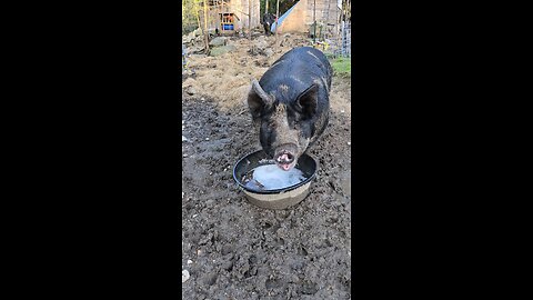 Blueberry Has A Fizzy Drink