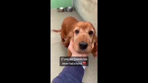 12 year old shelter dog finally gets adopted