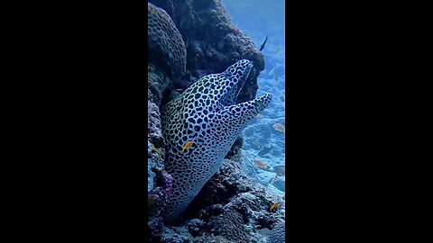 sea fish