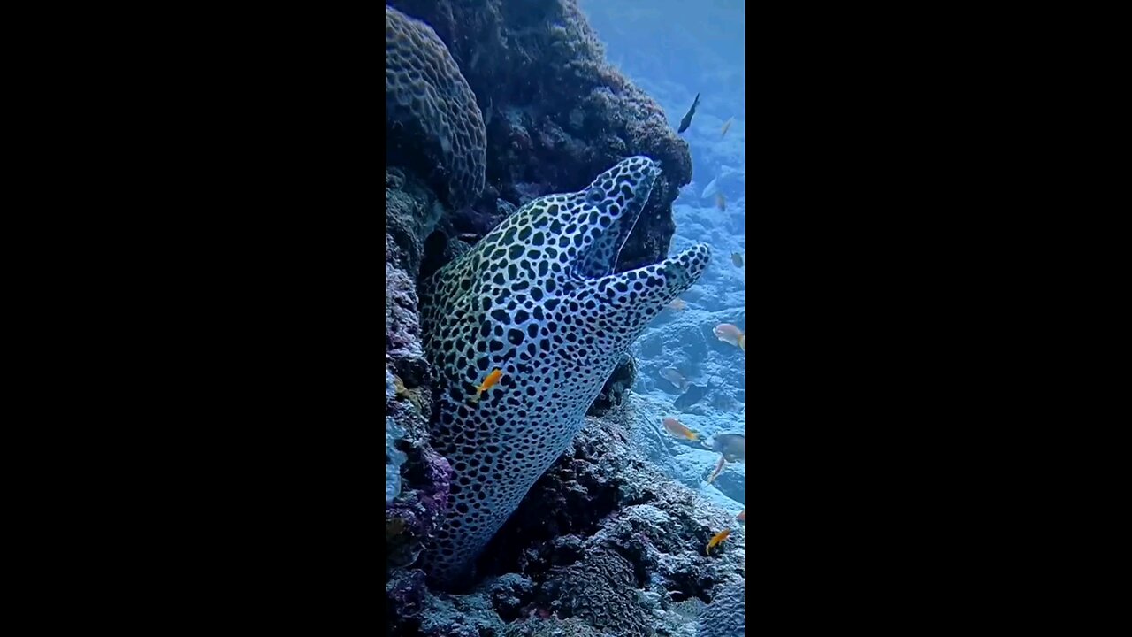 sea fish