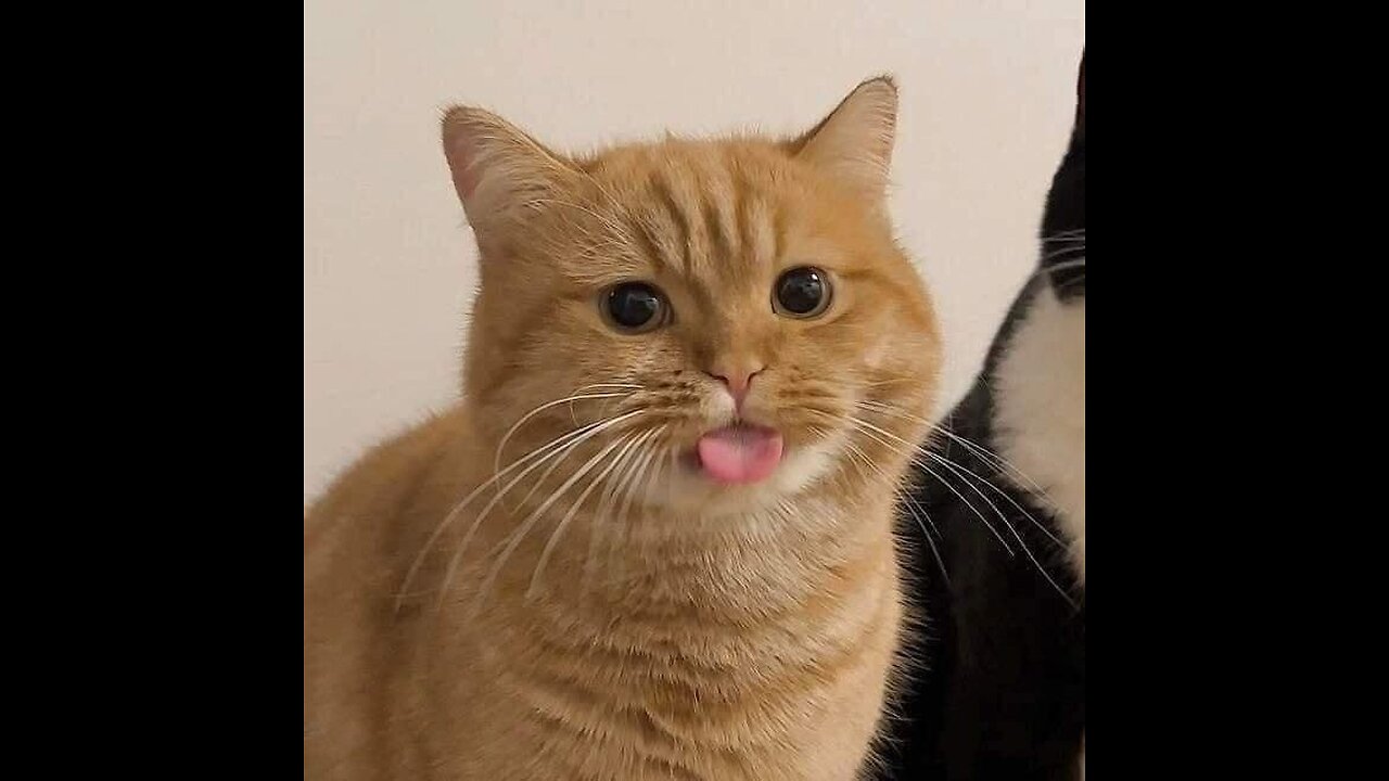 Adorable Orange Cat Being Silly and Cute!