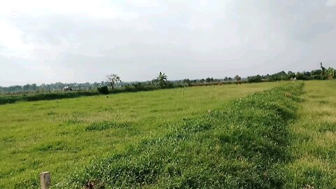 গ্রামীণ জীবন জীবিকা ও ঐতিহ্য ৫৭ বিল পাবলা