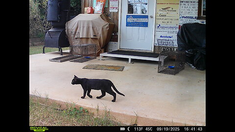 Feral watch 09 19 2025