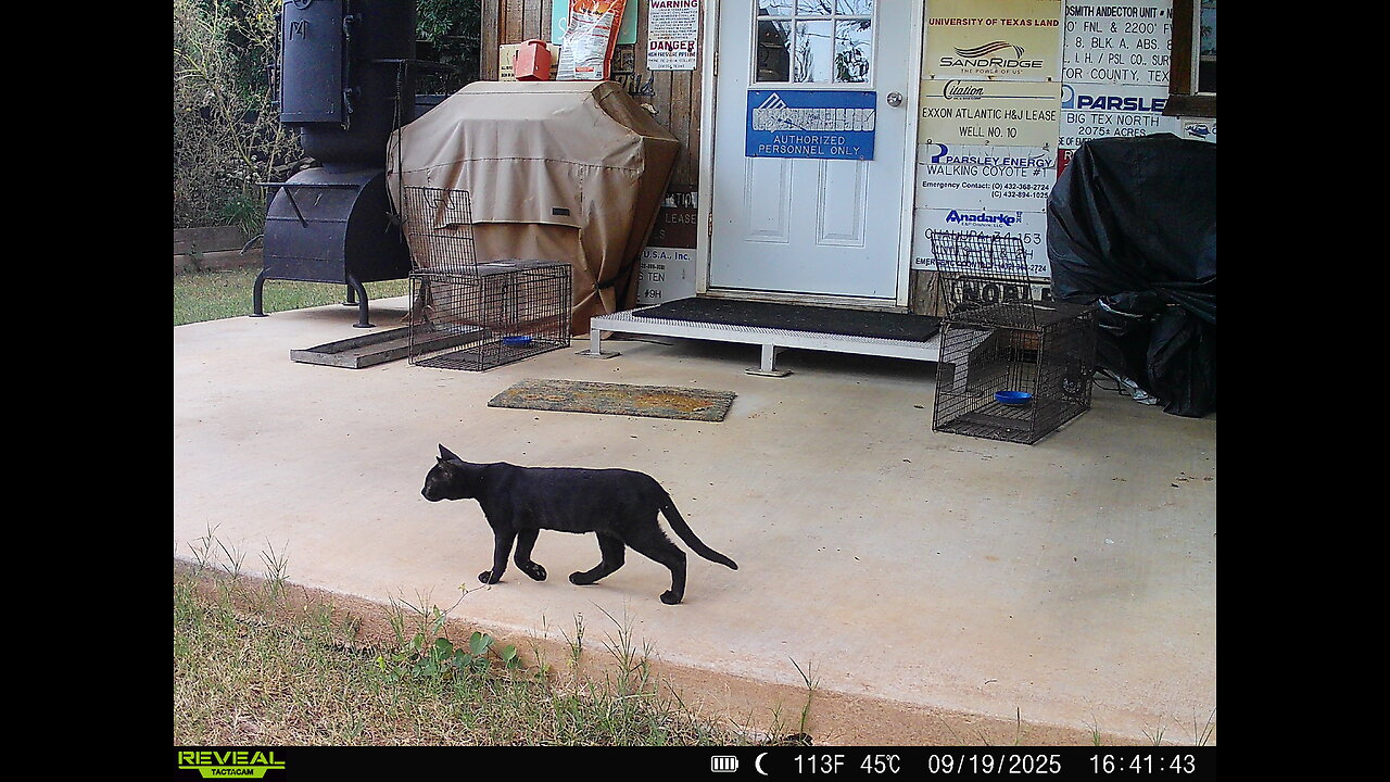 Feral watch 09 19 2025