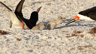 Black Skimmer Family Feeding and Protecting Their Chicks from Predators