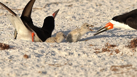 Black Skimmer Family Feeding and Protecting Their Chicks from Predators