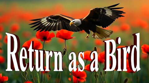 Return as a Bird | (NO WAR!)