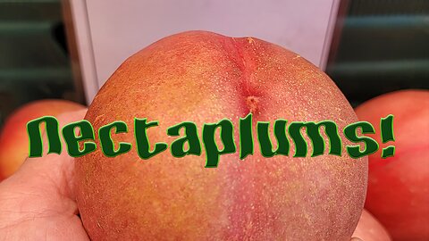 Nectaplums & Candy Stripe Pluots – Sweet Summer Rarities!