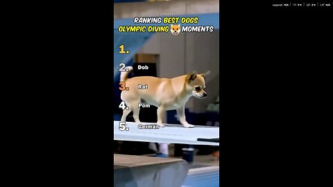 Ranking Best Dogs Olympic Diving Moments
