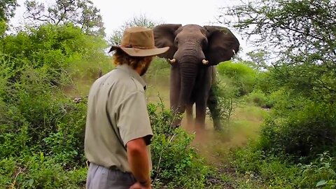 Man Doesn't Flinch as Elephant Charges