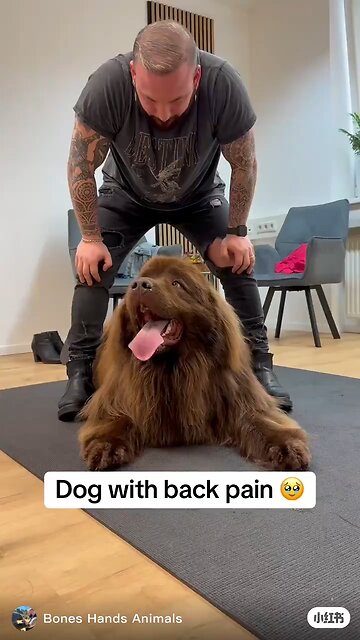 animals chiropractor #AnimalChiropractor #PetHealing #AnimalCare #DogTreatment #HorseCare #PetRecove