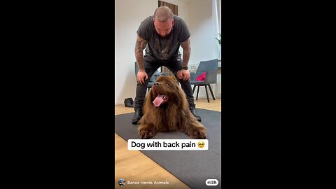 animals chiropractor #AnimalChiropractor #PetHealing #AnimalCare #DogTreatment #HorseCare #PetRecove