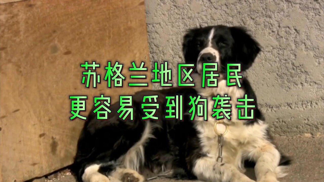 苏格兰地区居民更容易受到狗袭击