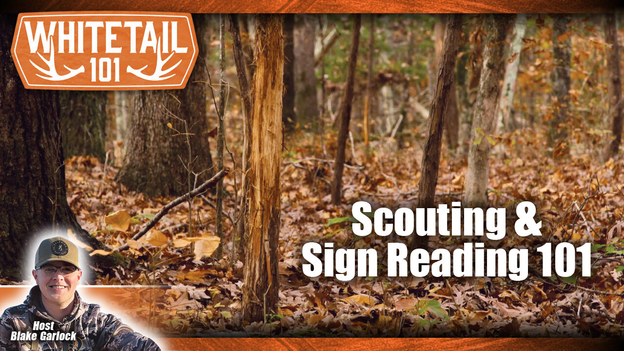 How to Scout for Deer