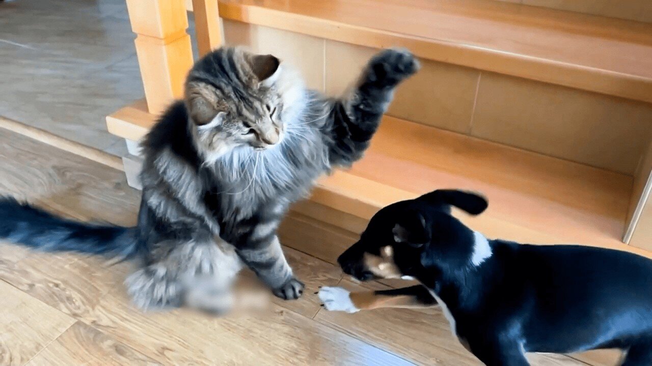 2025βs Funniest Dogs & Cats π You Wonβt Stop Laughing! | You Laugh You lose ππΈπΉ #Ep02