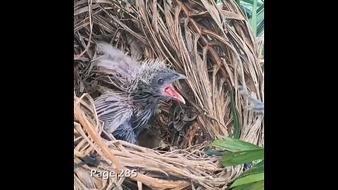 A Bird's Midnight Feast: Hunting for Mice 🐁 for its Young Ones
