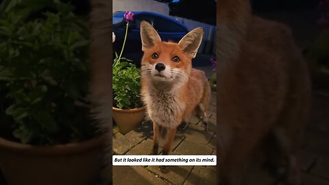 The wounded fox came to the girls house and they became best friends