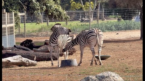 Hilarious Zebras Go Crazy! 😂🦓 | Funny Animal Moments