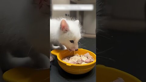 An unusual white fox was found in the woods and people became his family