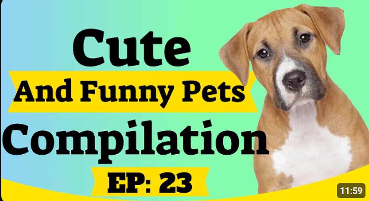 Cute And Funny Pet Compilation