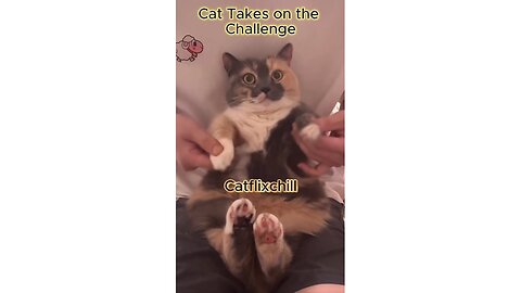 Cat Takes on the Challenge