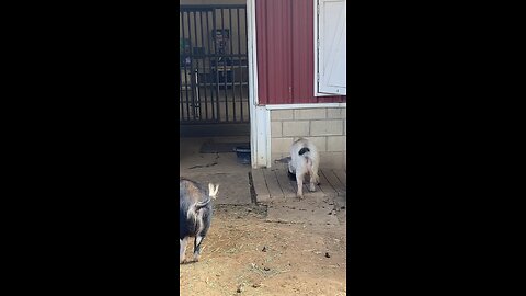 The Three Pigs 🐖 🐷 #shorts #followme #trending #viral #pigs #pig