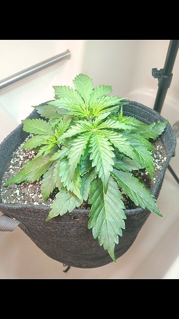 Gorilla Cookies auto week 2 day 5