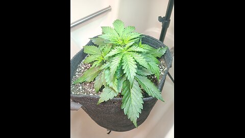 Gorilla Cookies auto week 2 day 5
