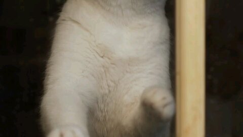 Cute adorable white cat watching at the window