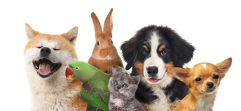 Pets deserve a Bill of Rights