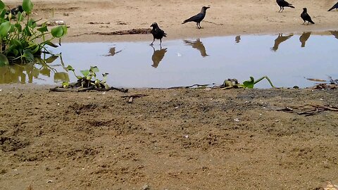 "Crows Enjoying an Evening Bath – A Serene Moment in Nature"