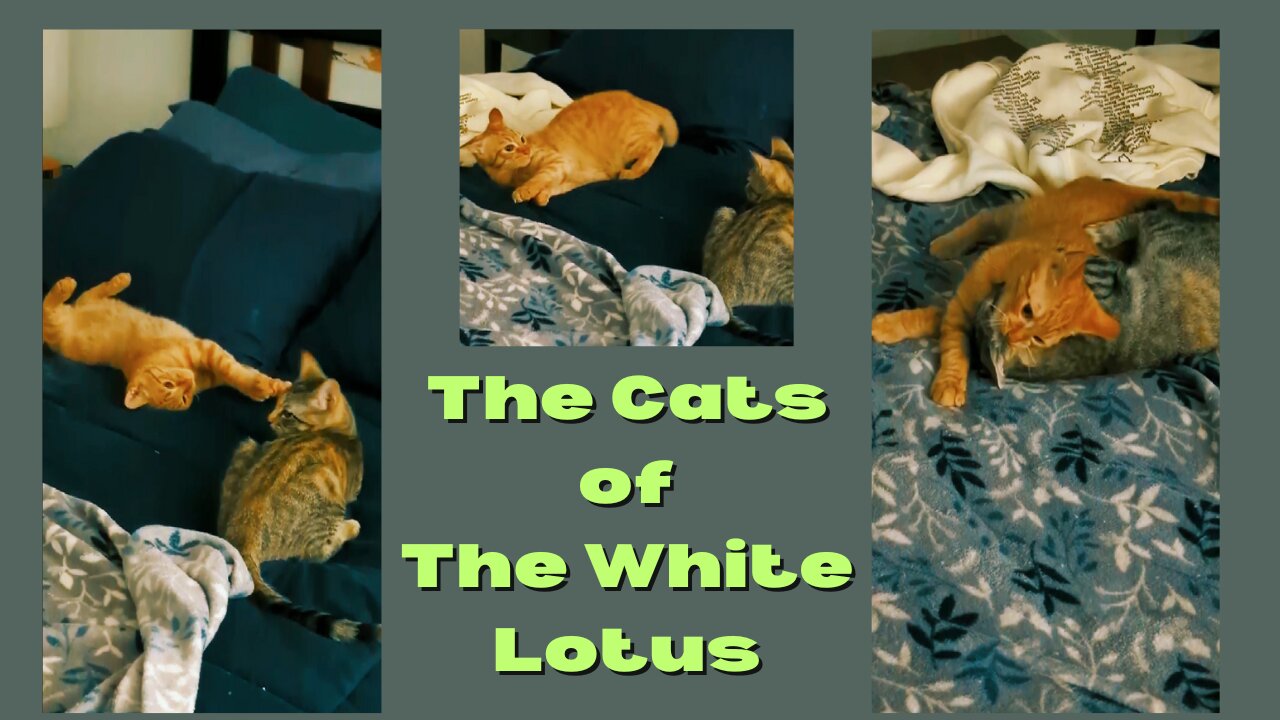 The Cats of The White Lotus #kittens #funny