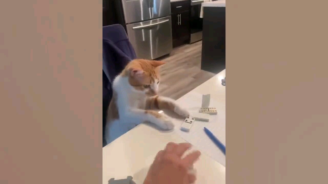 funny animal