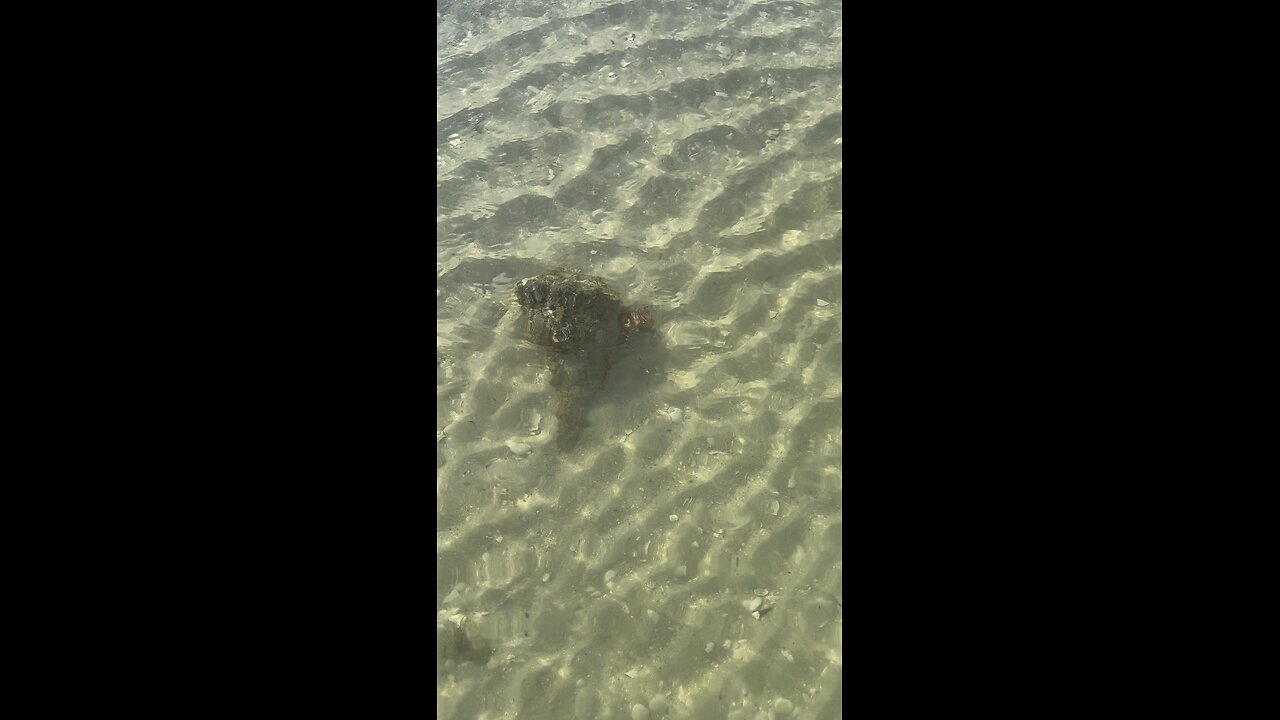 Herculean Hermit Crab’s Huge Home | 4K