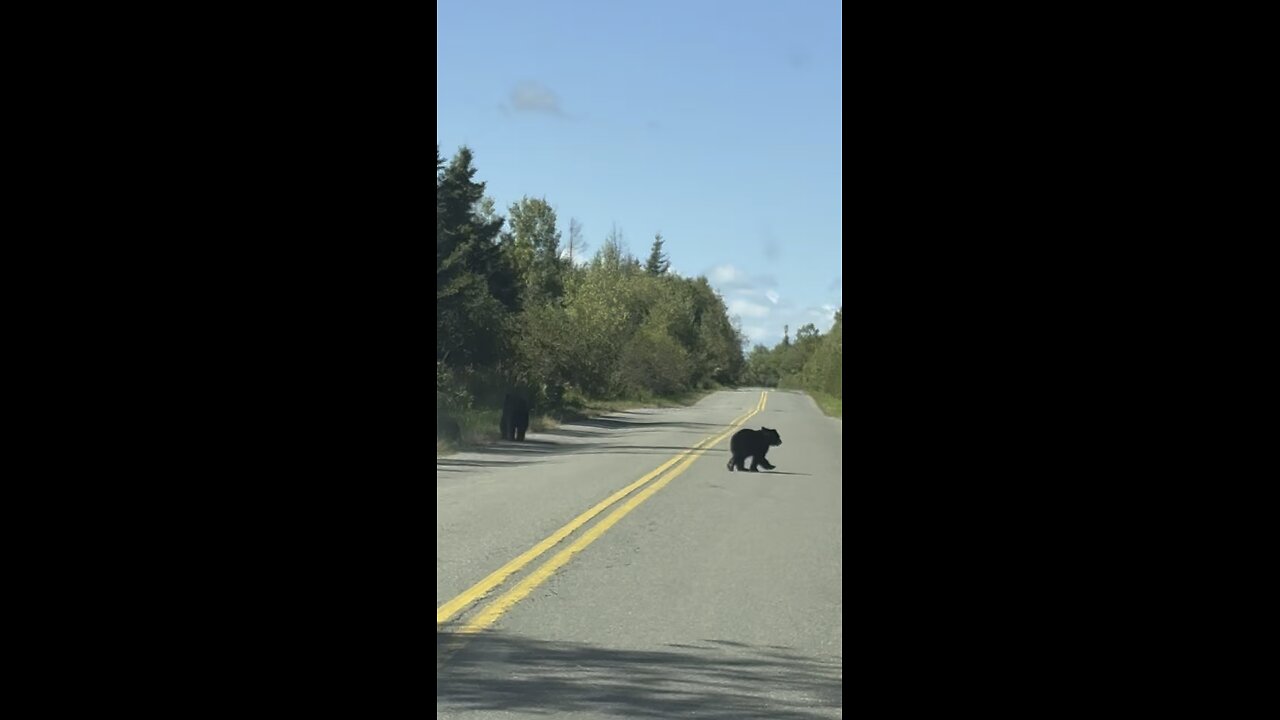 Bears