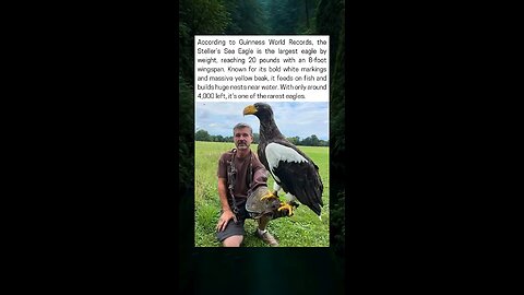 The Largest Eagle By Weight