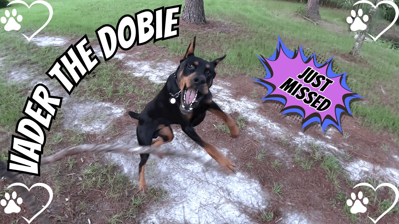 Doberman Training Test: The Road Rule and the Return of the Stomple