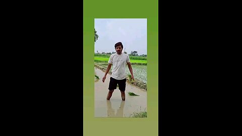 आव आव धान लगाव